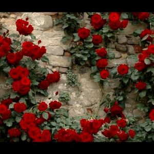 OFFERS WELCOME!!🌹